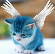 难得糊涂事的个人资料头像