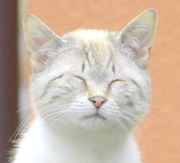 并不简单的个人资料头像