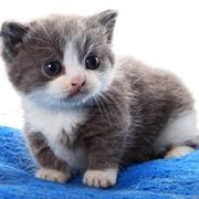 朵啦还是哆啦的个人资料头像