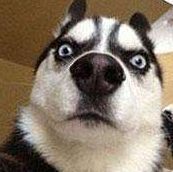 泽物无声的个人资料头像