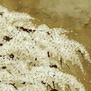 野有死麕兮23358的个人资料头像