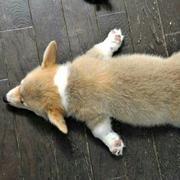 呜啦啦啦火车笛的个人资料头像