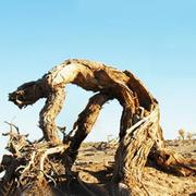 木十八的个人资料头像