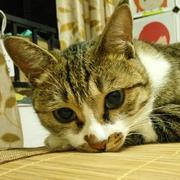 小顽童的个人资料头像