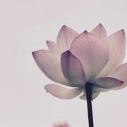 秋sunshine的个人资料头像