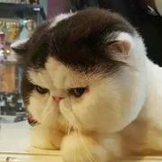 Rosin18799的个人资料头像