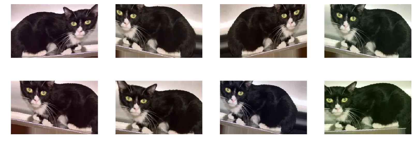 数据增强之后的图像