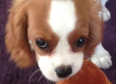 An example of an image used in the classification challenge. Note how the image is well framed and has just one object.