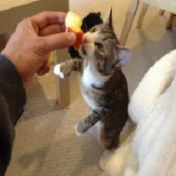 自拍抠图抠到手软？详解如何用深度学习消除背景