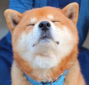 玩亚索的前端狗的个人资料头像