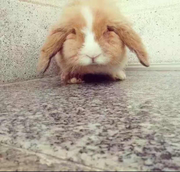 kreisler的个人资料头像