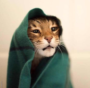 纳兰性本善的个人资料头像