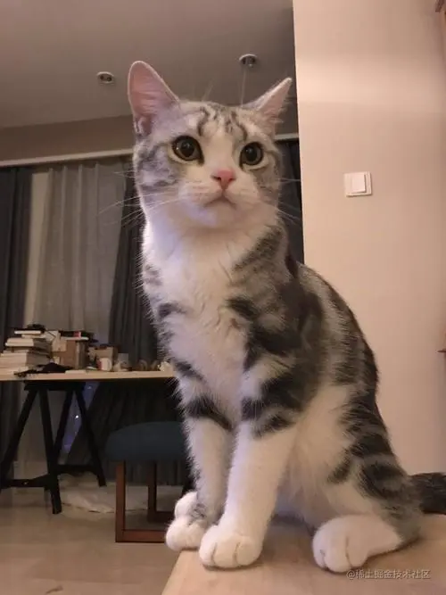 模板