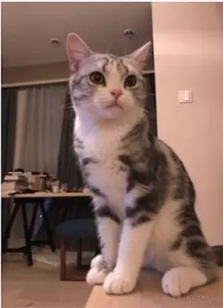 模板