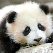 achengf的个人资料头像