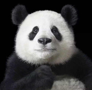 Almett的个人资料头像