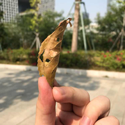 pignailclock的个人资料头像