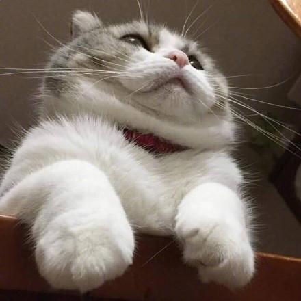 程序员鼓励喵于2018-10-16 08:35发布的图片