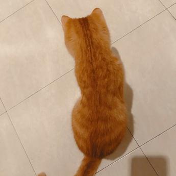 程序员鼓励喵于2018-10-17 08:29发布的图片