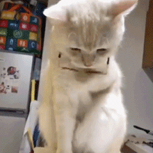 程序员鼓励喵于2018-10-18 08:25发布的图片