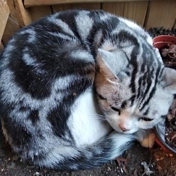 程序员鼓励喵于2018-10-23 08:40发布的图片