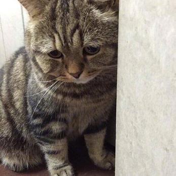 程序员鼓励喵于2018-10-24 07:59发布的图片