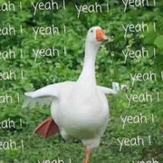 要学习鸭的个人资料头像