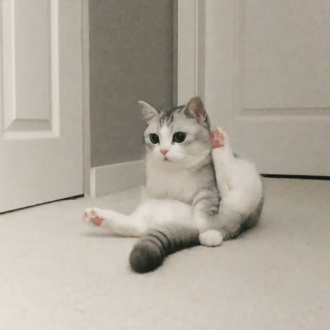 程序员鼓励喵于2018-10-31 08:43发布的图片