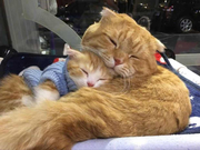 Tatee的个人资料头像