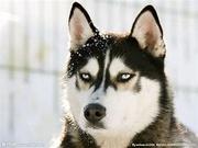 吾皇万税的个人资料头像