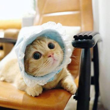 程序员鼓励喵于2018-11-14 09:10发布的图片