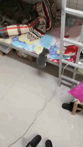 程序员鼓励喵于2018-11-15 09:08发布的图片