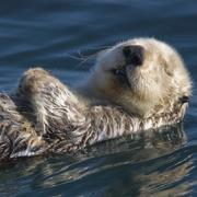 z0um的个人资料头像