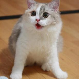 程序员鼓励喵于2018-11-02 09:05发布的图片