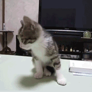 中药接骨散于2018-11-02 18:28发布的图片