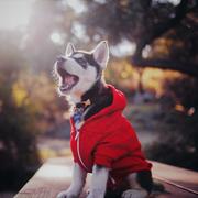 清风云雨声的个人资料头像