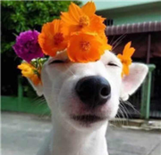 小萝莉的大叔的个人资料头像