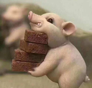 张山疯的个人资料头像