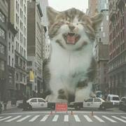 simplyflyer的个人资料头像