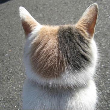 程序员鼓励喵于2018-11-07 08:20发布的图片