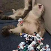 阿拉索的个人资料头像