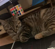 comeriven的个人资料头像