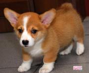 shinning的个人资料头像