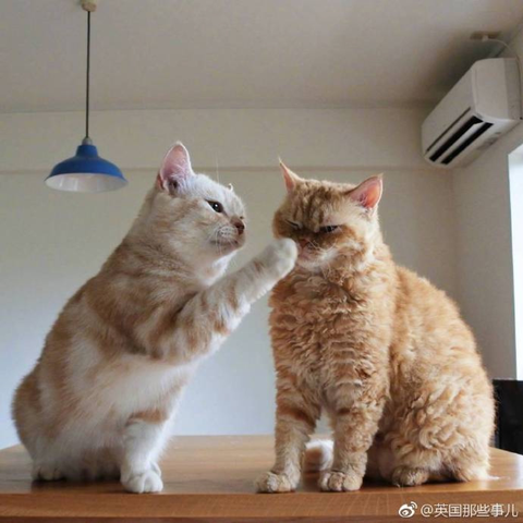 程序员鼓励喵于2018-12-18 08:52发布的图片