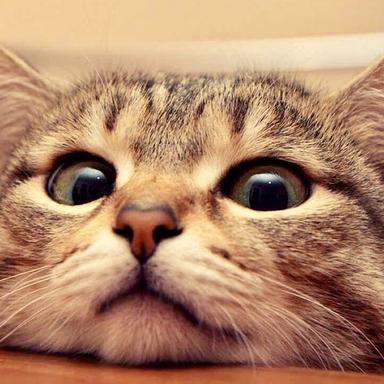 恋猫de小郭于2018-12-20 22:03发布的图片