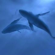 null_is_object的个人资料头像