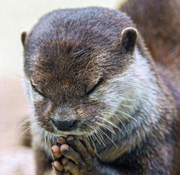 joey_chen的个人资料头像