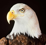 DMK王隆冬的个人资料头像