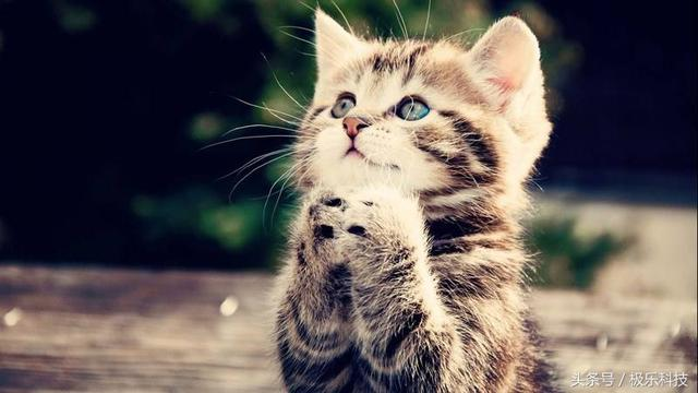 天冷不用怕,吸猫暖一下