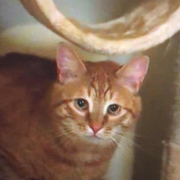 矫情的丽丽安的个人资料头像